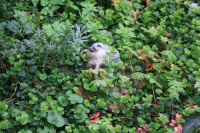 Marjan Bollinger.jpg