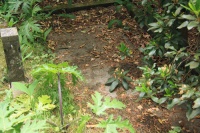 Johannes Petrus Scheuter.jpg